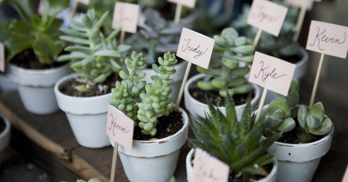 Idée cadeau invite mariage plante pas cher