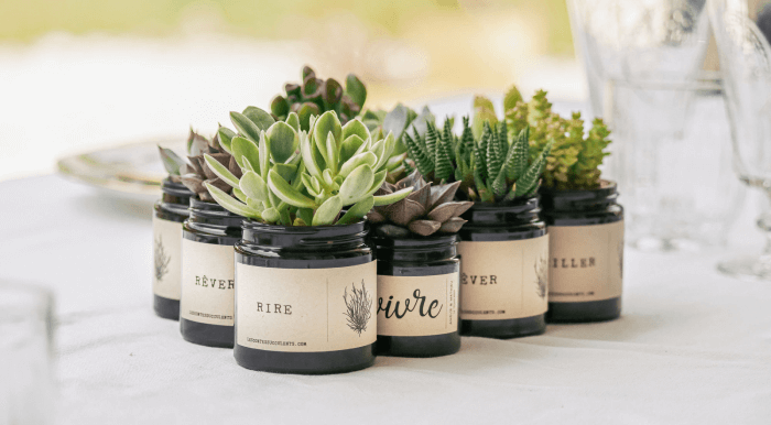 Mini-Plantes ou Succulentes 