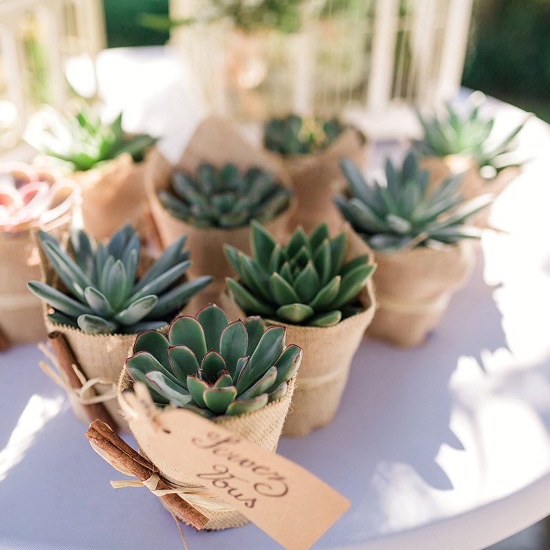 Des plantes pour vos cadeaux invité mariage?