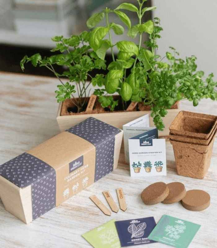 Kit de Semences d'Arbres avec Pot en Bambou