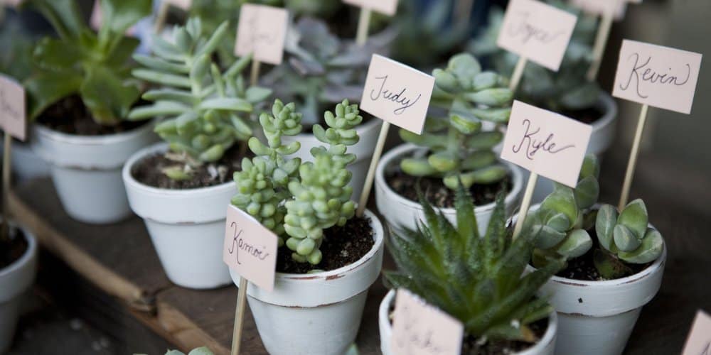 Plante Grasse Comme Cadeau Invité Mariage