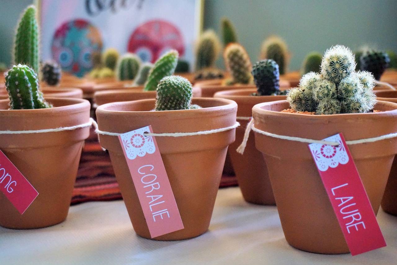 Mini Plantes Pour Les Cadeaux Invités De Mariage